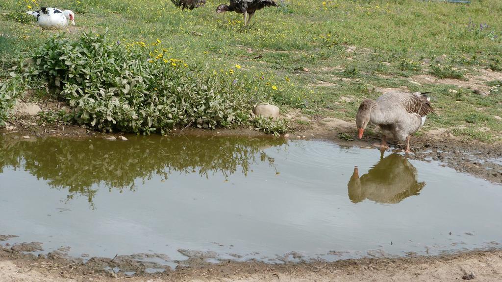 Вілла Quinta Entre Rios Мірандела Екстер'єр фото