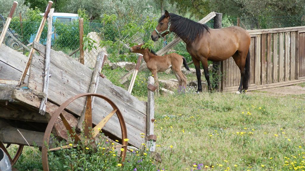 Вілла Quinta Entre Rios Мірандела Екстер'єр фото